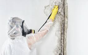 Reliable Portland, TX Mold Prevention & Removal  Solutions